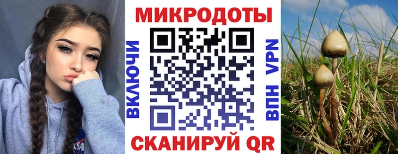 Псилоцибиновые грибы Cubensis Ачхой-Мартан